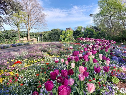 Rosa Fr�hlingszauber: Stadtgeschichte(n) mit Mandel-Cocktail - Bad D�rkheim - 17.04.2026 15:00