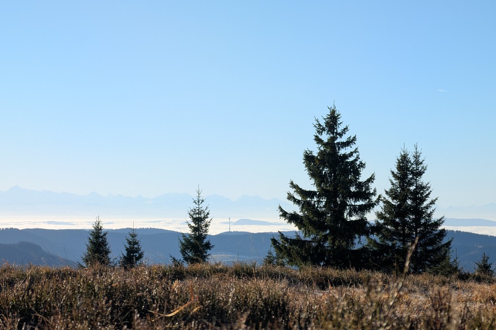 Winterwanderung auf den St�benwasen - Todtnau