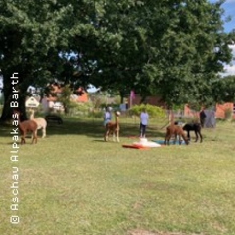 Meditieren mit Alpakas - HABIGHORST - 31.05.2026 16:00