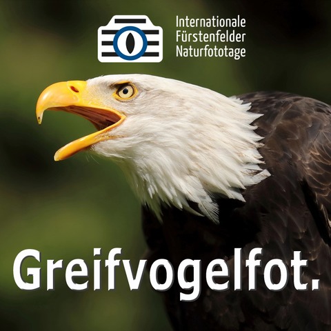 WS Greifvogelfotografie - F�rstenfeldbruck - 26.04.2026 09:30