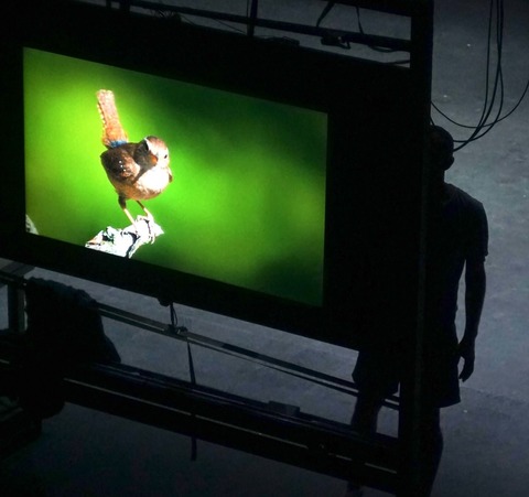 Troglodyte - Zaungast/Zaunk�nig - Reihe Global Bodies / Deutschlandpremiere - Potsdam - 11.04.2026 19:30