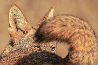 Sonderausstellung zeigt die 100 besten Naturfotografien der Welt exklusiv in der Schweiz