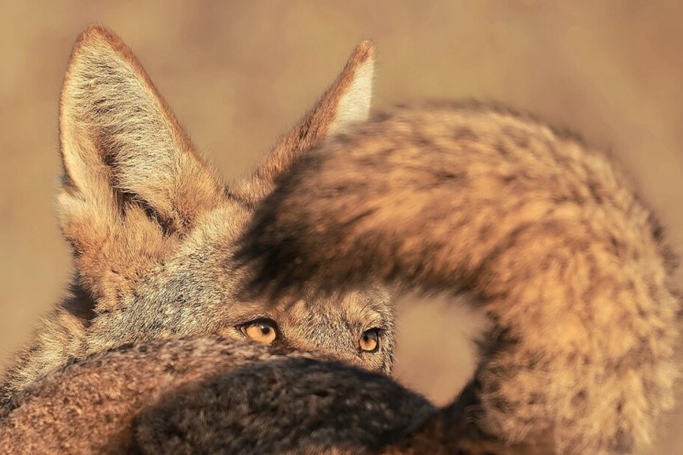 Sonderausstellung zeigt die 100 besten Naturfotografien der Welt exklusiv in der Schweiz - Badische Zeitung TICKET