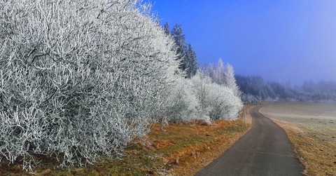 Naturfreunde Winterwanderung - Auf dem Panoramaweg nach Saig und �ber das Saiger Kreuz zur�ck - Titisee-Neustadt - 11.01.2026 11:15