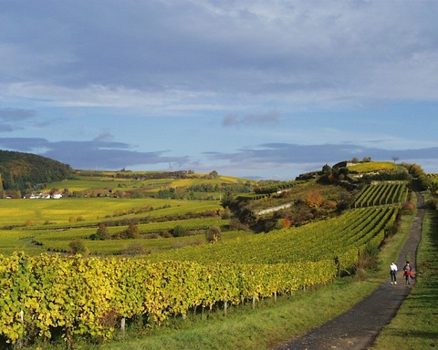 Bad D�rkheimer Weink�r - Rieslinglandschaft - Bad D�rkheim - 21.02.2026 19:00