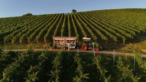 Picknick & Wein in den Reben - M�llheim i. M. - 22.04.2026 17:30