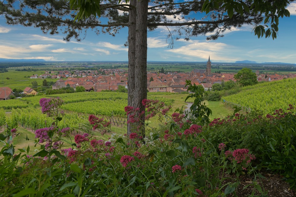 Dambach-la-Ville - Dambach-la-Ville