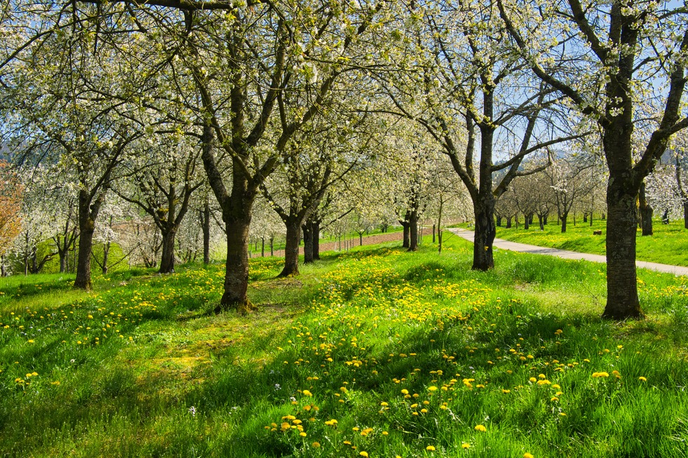 Ebersweier - Durbach