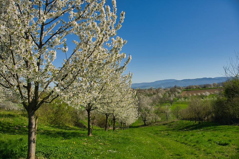 Ebersweier - Durbach