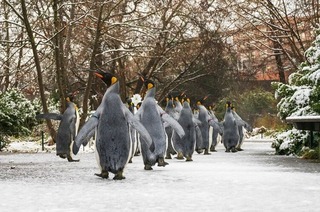 Im Zoo Basel spazieren aktuell t�glich die Pinguine, wenn das Wetter mit macht und sie Lust dazu haben