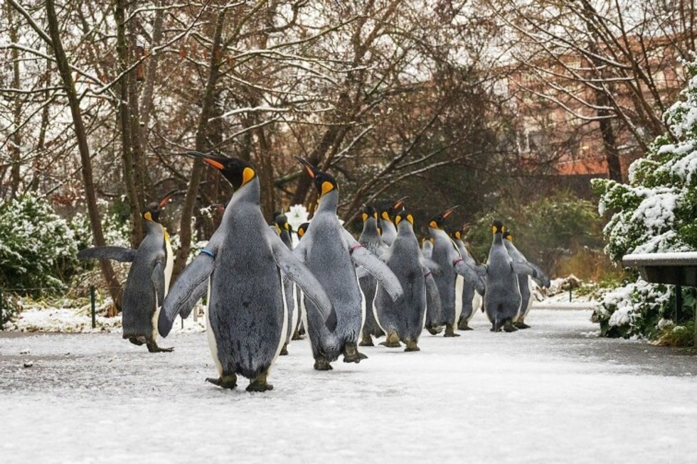 Im Zoo Basel spazieren aktuell t�glich die Pinguine, wenn das Wetter mit macht und sie Lust dazu haben - Badische Zeitung TICKET