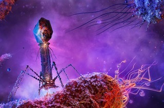 Phagentherapie