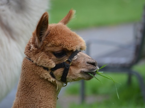 Alpaka-Wanderung durch die Heide - Bad Bevensen - 17.09.2026 10:00