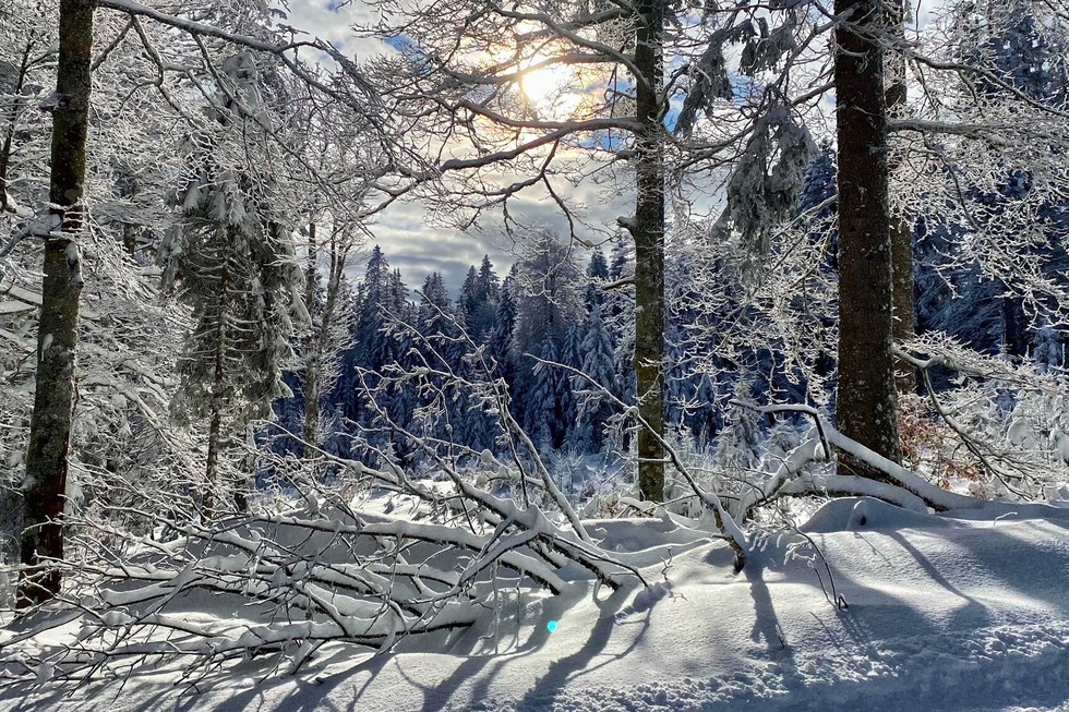 Notschreiloipe - Schauinslandspur - Todtnau