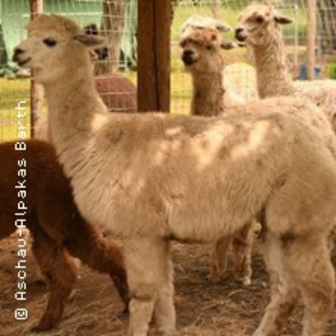 Yoga mit Alpakas - HABIGHORST - 12.07.2026 16:00