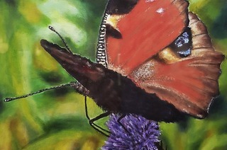 Die Ausstellung „Sch�nheit der Insektenwelt“ wird in der vhs-Galerie im Schwarzen Kloster er�ffnet