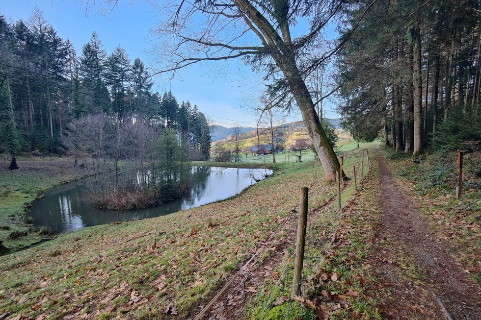 Walderlebnispfad Herrenholz - Zell am Harmersbach