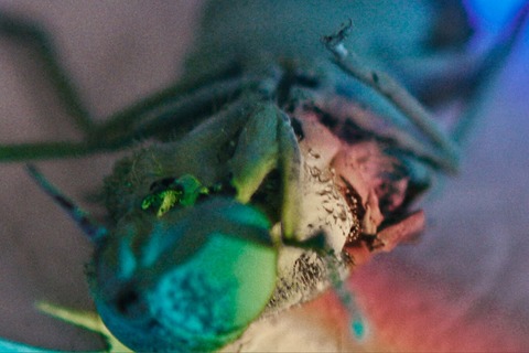 Meine Verwandlung nach Franz Kafka - JTR Rosenheim - Wasserburg am Inn - 21.05.2026 20:00