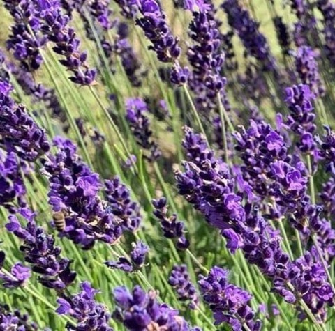 Destillations-Workshops - Workshop: Lavendel-Destillation - Hamburg - 04.07.2026 09:30