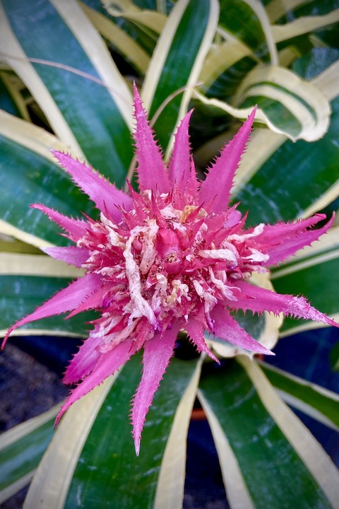 F�hrung: Bromelien im Loki-Schmidt-Garten - Hamburg - 16.07.2026 18:00