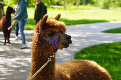 Alpaka - Ostertour - Bad Bevensen - 02.04.2026 11:00