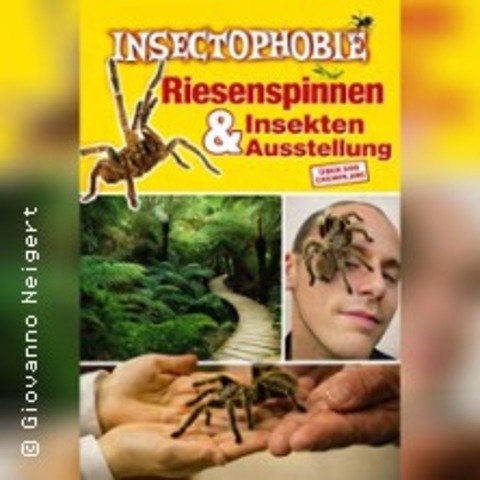 Insectophobie: Riesen Spinnen & Insekten - N�rtingen - 07.06.2026 11:00