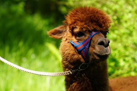 Alpaka-Wanderung durch die Heide - Bad Bevensen - 17.09.2026 10:00