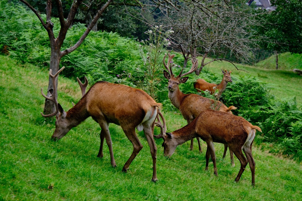 Lebenshof Mut im Bauch - Ottenh�fen im Schwarzwald