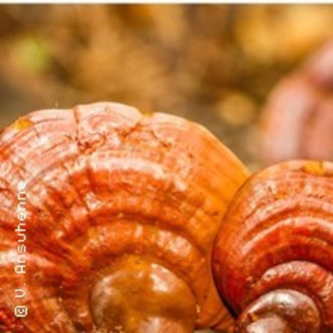 Vitalpilze aus Sicht der Chinesischen Medizin - Fachseminar - HAMBURG - 13.06.2026 10:00