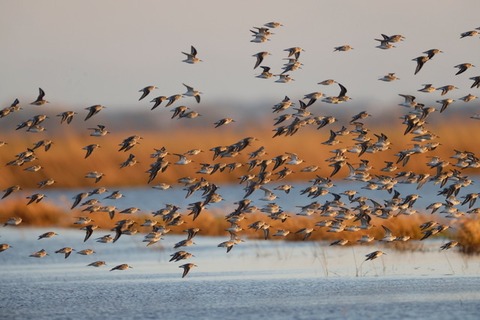 Ornithologische F�hrung - Was fliegt denn da? - Zingst - 22.04.2026 11:00