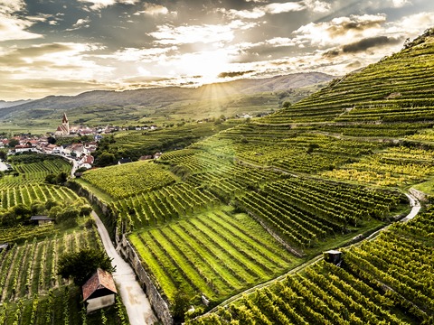 Masterclass: Gr�ner Veltliner - Die Vielfalt Nieder�sterreichs im Glas - Leonding - 09.04.2026 19:00