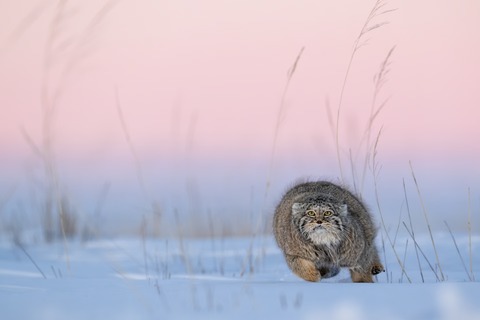 2026 horizonte - Multivisionsshows - „Im Bann der Wildnis - Unvergessliche Begegnungen am Rand der Welt“ - Zingst - 05.06.2026 20:00