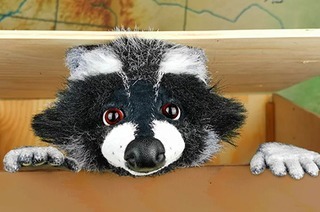 marotte Theater - Rocky Waschb�r