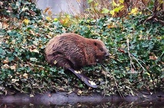 Mit Rangern auf der Spur des Bibers