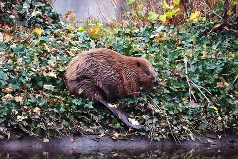 Mit Rangern auf der Spur des Bibers - Riehen - 22.03.2026 14:00