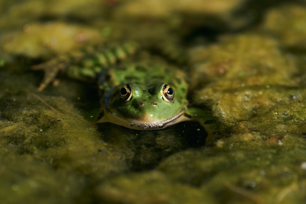 Park der Orangerie / Parc de l'Orangerie - Stra�burg