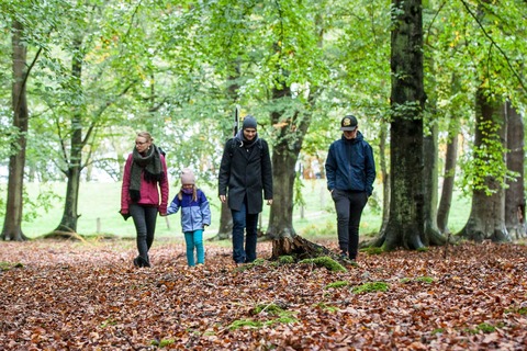 Spaziergang im Osterwald - Osterwald und Mammutbaum - ein gef�hrter Waldspaziergang - Zingst - 07.08.2026 11:00