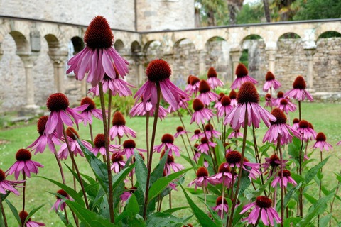 Workshop: Klosterkr�uter und deren Verwendung - Pulheim - 09.05.2026 11:00