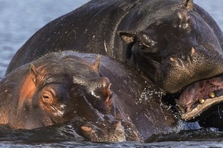 Am Montag, 9. Februar, 19.30 Uhr, findet im Kindergarten L�wenzahn in Grenzach ein VHS-Vortrag �ber den Lebensraum Okavango-Delta statt.