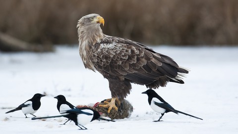 Multivisionsshow Im Revier des Seeadlers - Ostseebad Prerow - 12.10.2026 20:00