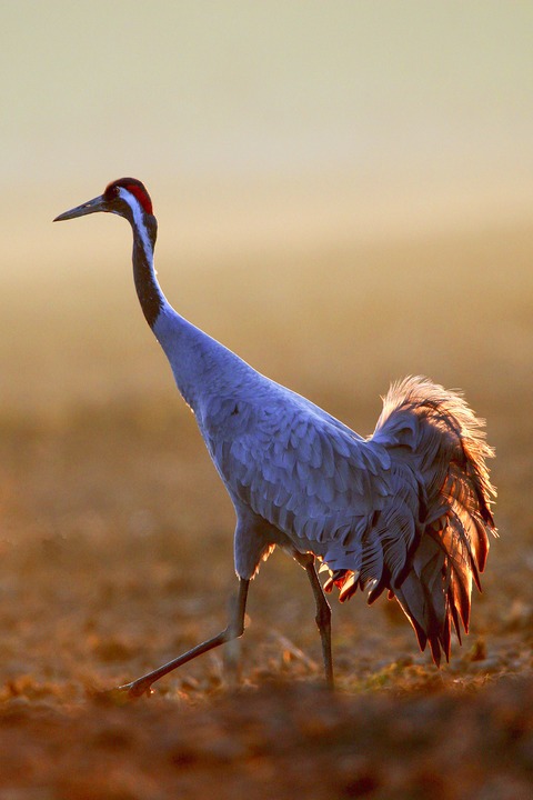 Multivisionsshow „Die Big Five Mecklenburg-Vorpommerns“ - Ostseebad Prerow - 27.04.2026 20:00