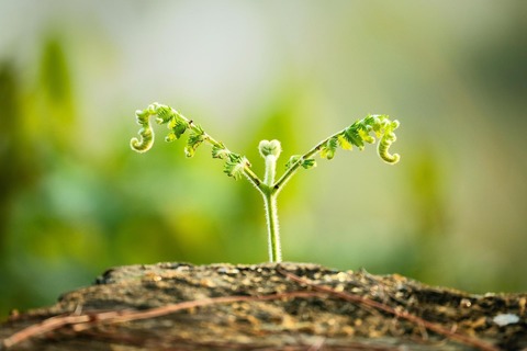 Klang und Pflanzenm�rchen im Klostergarten - Pulheim - 19.06.2026 19:00