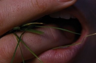 Wuthering Heights - Sturmh�he