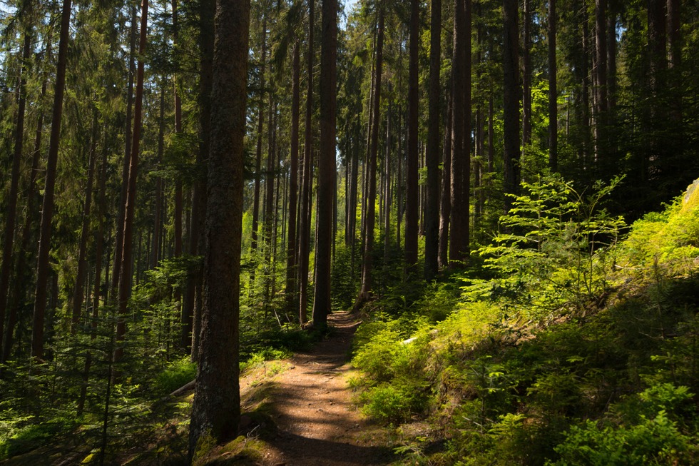 Roche de T�tras (Aubure) - Kaysersberg