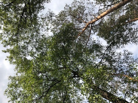 Radtour B�ume - Dorsten - 11.07.2026 15:00