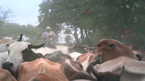 Wir, die Wolfs - Kehl - 19.02.2026 20:00