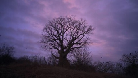 Wir, die Wolfs - Kehl - 19.02.2026 20:00