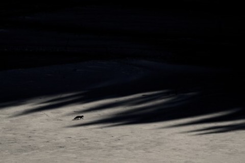 Das Fl�stern der W�lder - Freiburg - 19.02.2026 14:45