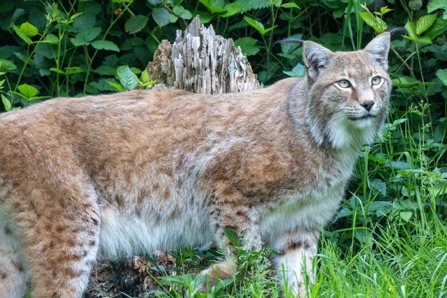 Der Schwarzwaldzoo Waldkirch will mit neuen Ideen aus der Krise