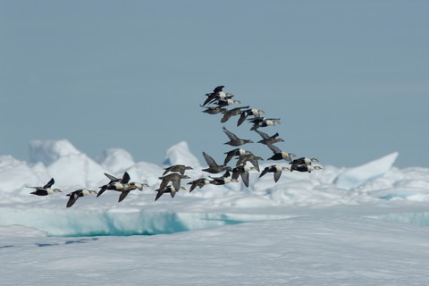 Musik aus Finnland - Musik der Freiheit - Offenburg - 07.03.2026 19:00